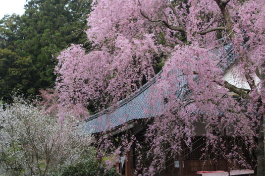 弘法大師周辺の桜