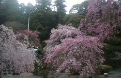 本堂周辺の桜
