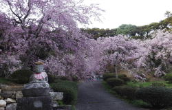 石仏と桜