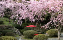 本堂横の庭と桜